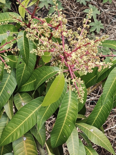 Indian mango