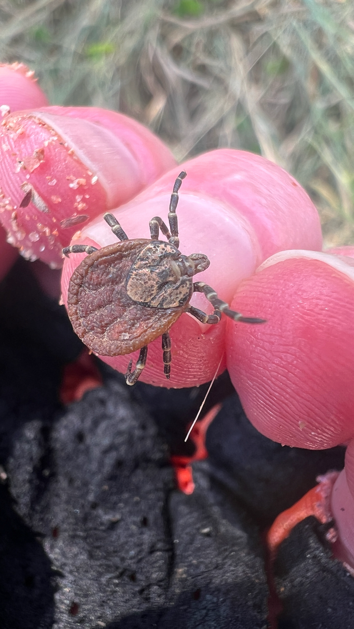 Amblyomma marmoreum Koch, 1844