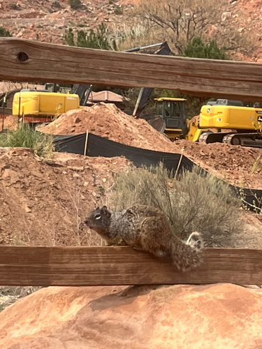 Rock Squirrel observed by marleyjanssen