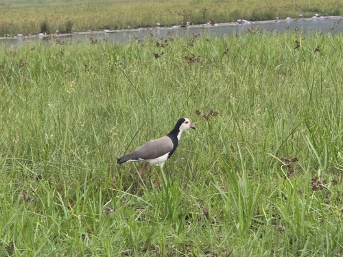 Long-toed Lapwing