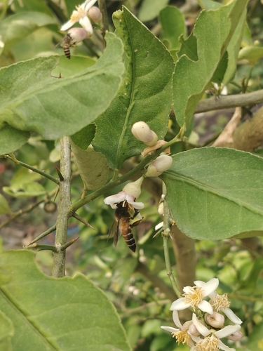 Giant Honey Bee