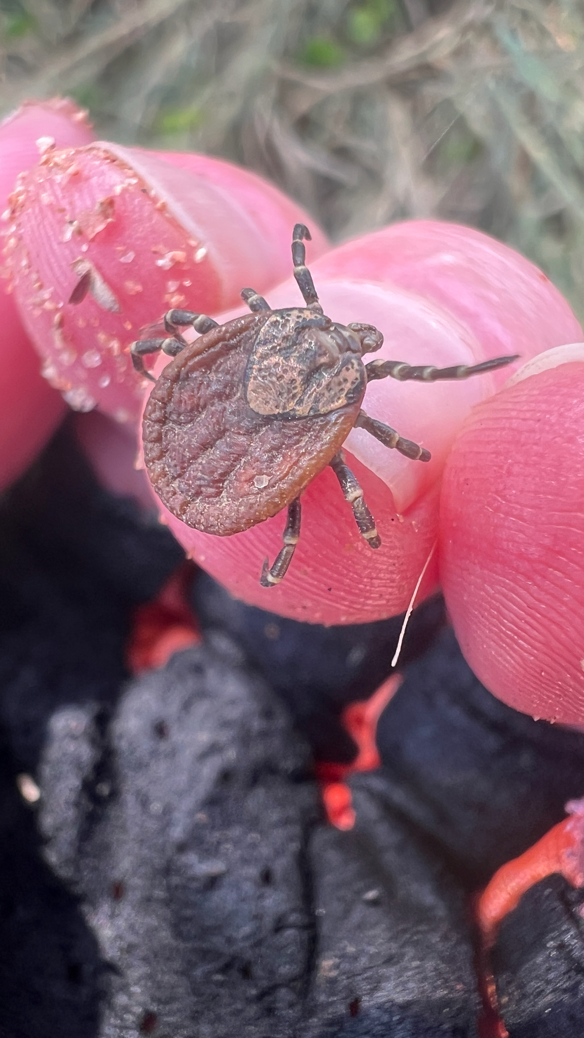Amblyomma marmoreum Koch, 1844