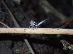 Nogodinidae