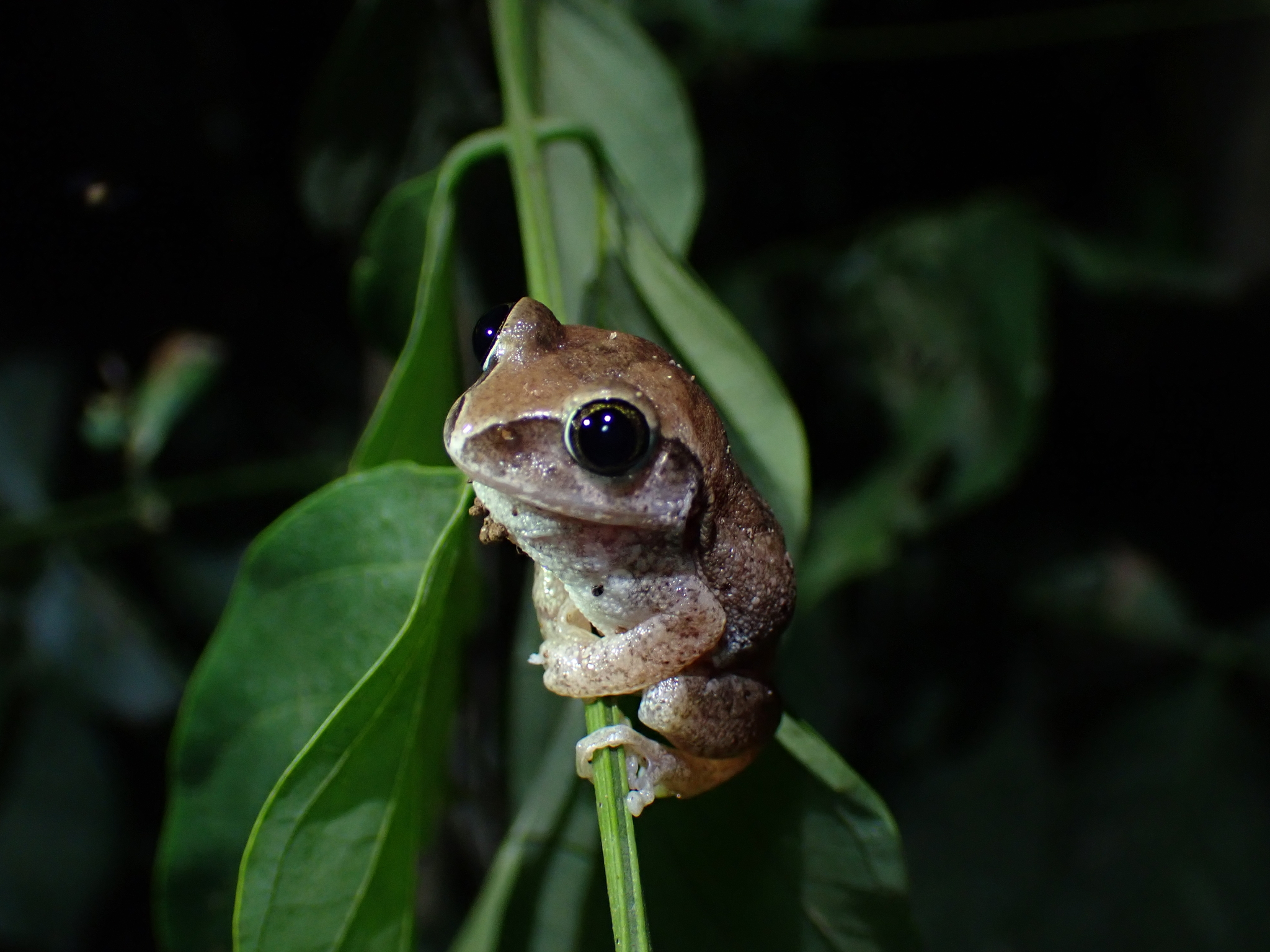 Leptopelis viridis (Günther, 1869)