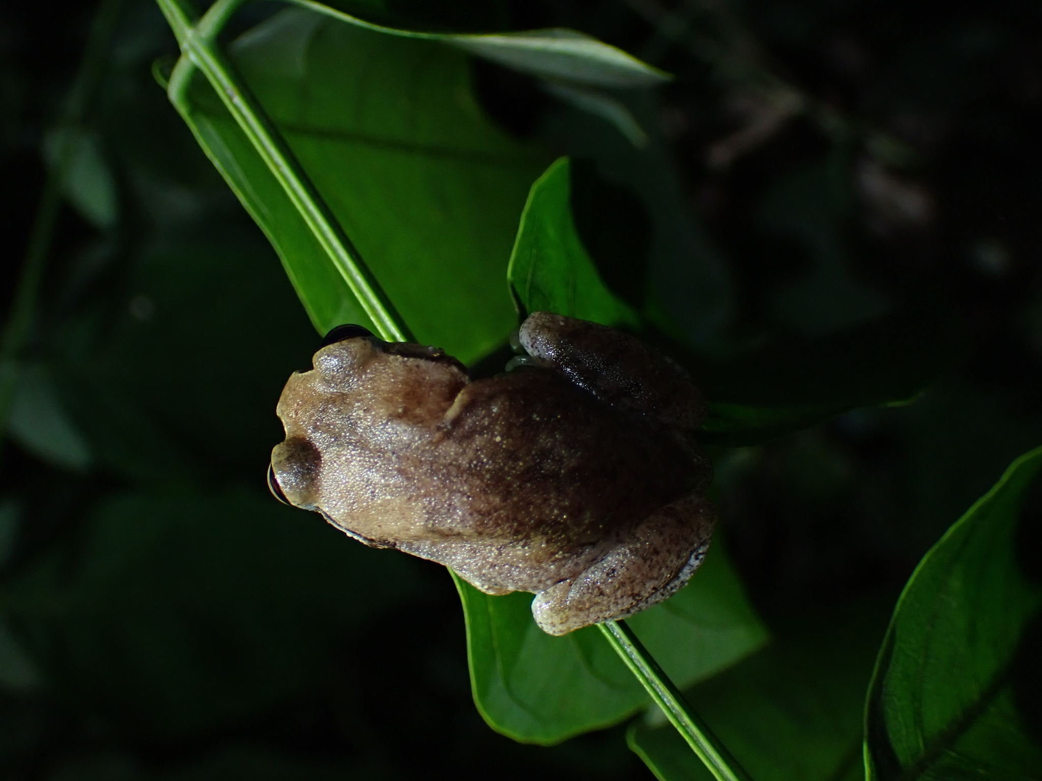 Leptopelis viridis (Günther, 1869)