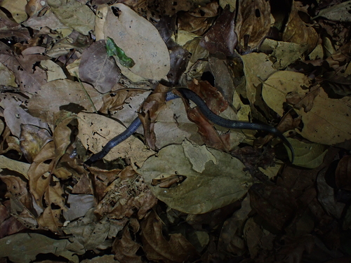 Leach's Wolf Snake