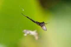 Argyrodes antipodianus