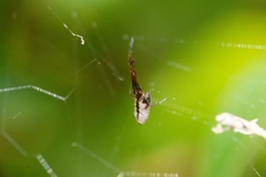 Argyrodes antipodianus