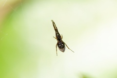 Argyrodes antipodianus