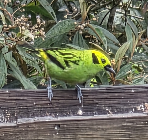 Emerald Tanager (Tangara florida), photo 9
