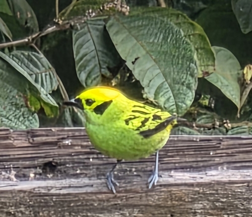 Emerald Tanager (Tangara florida), photo 10