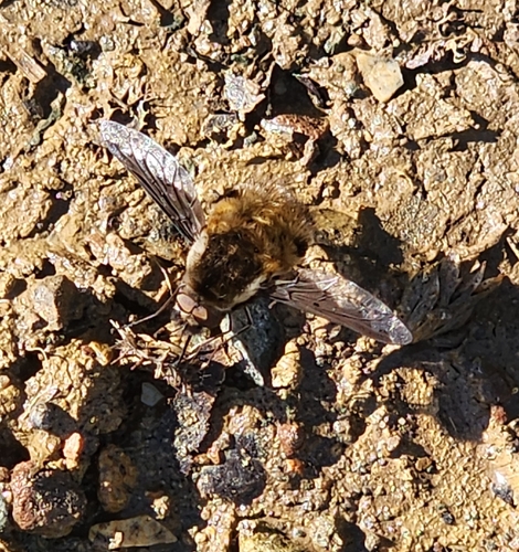 Unknown species found near Cupertino, CA 95014, USA