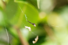 Argyrodes antipodianus