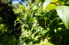 Argyrodes antipodianus