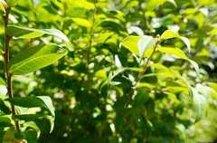 Argyrodes antipodianus