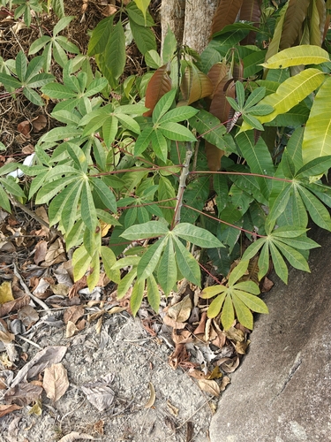 Cassava