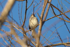 Coryphospingus pileatus
