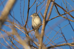 Coryphospingus pileatus