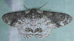 Iulotrichia decursaria