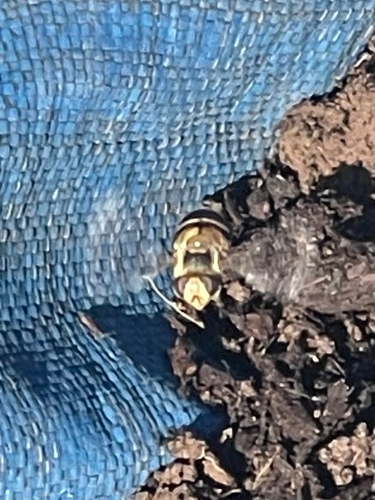 iNaturalist observation photo of Copestylum apiciferum
