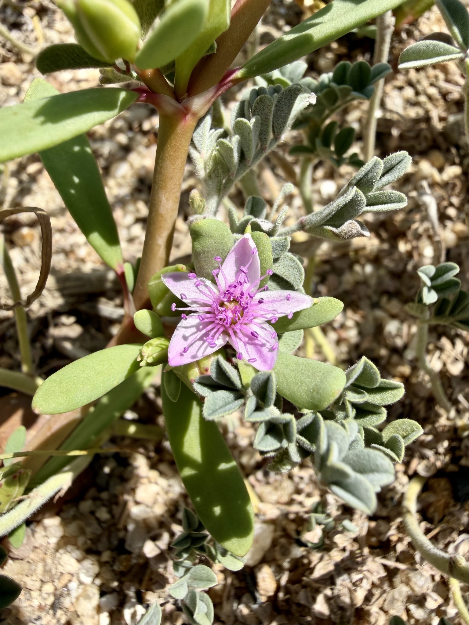 Sesuvium portulacastrum