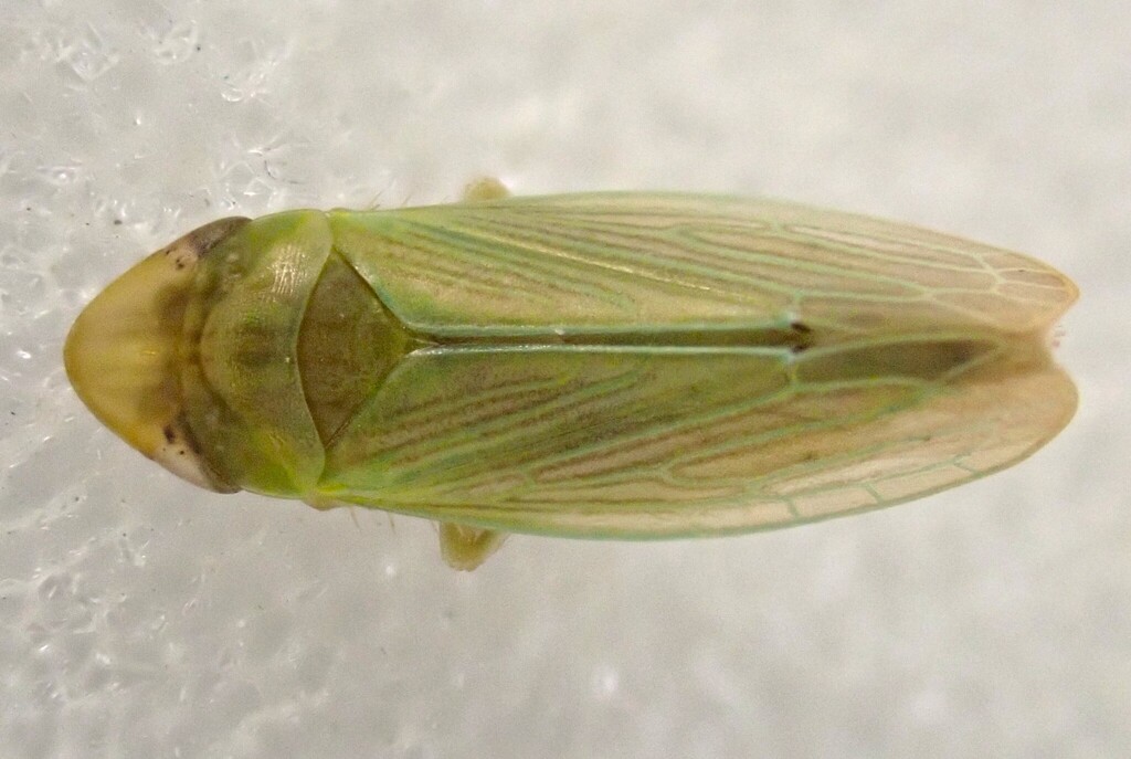 Hecalus glaucescens
