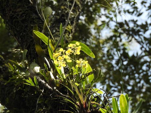dancing ladies orchid (Gomesa flexuosa)