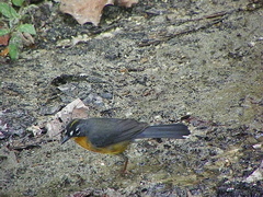 Basileuterus lachrymosus