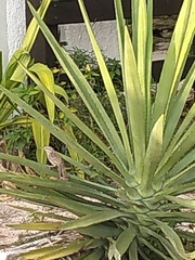 Campylorhynchus yucatanicus