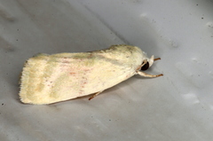 Earias paralella