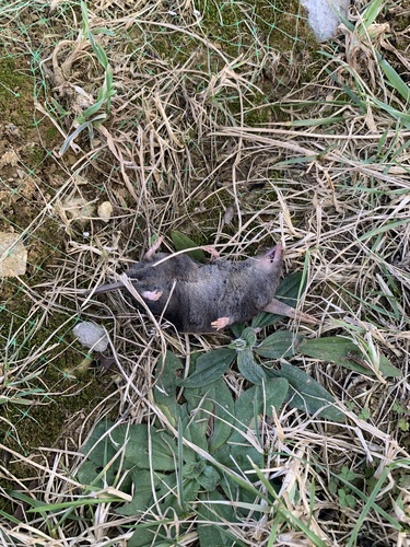 Northern Short-tailed Shrew observed by mothman57