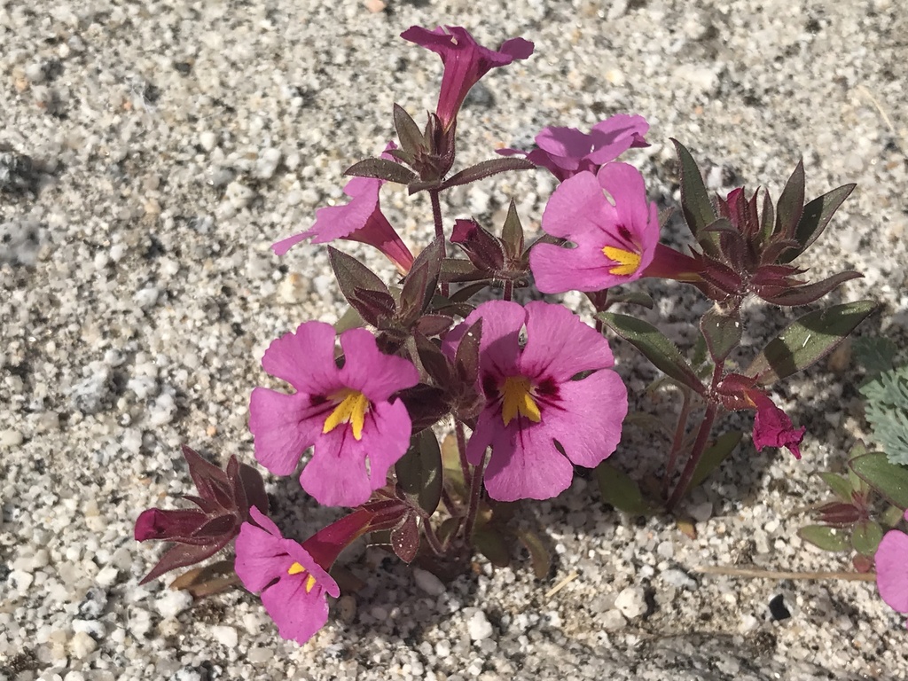 Bigelow's monkeyflower
