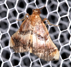 Scenedra decoratalis