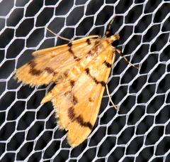 Dichocrocis clytusalis