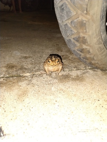 Cururu Toad