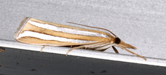 Hednota bivittella