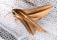 Theretra silhetensis