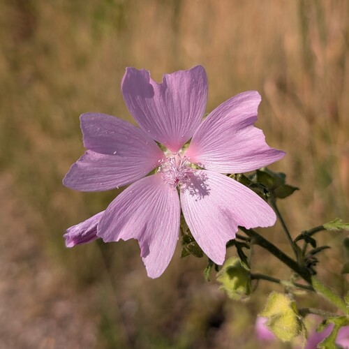 Greater Musk-mallow (Malva alcea)