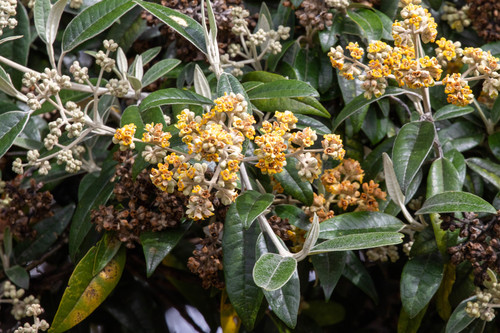 Buddlejaceae image