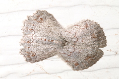 Pingasa cinerea