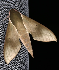 Theretra indistincta