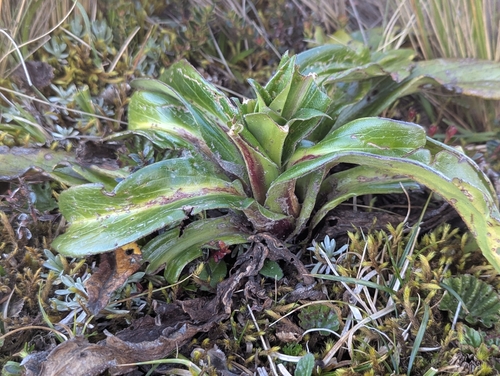 Valeriana pilosa, photograph 6