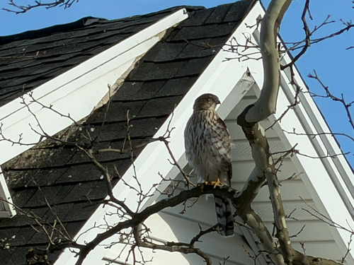Cooper's Hawk