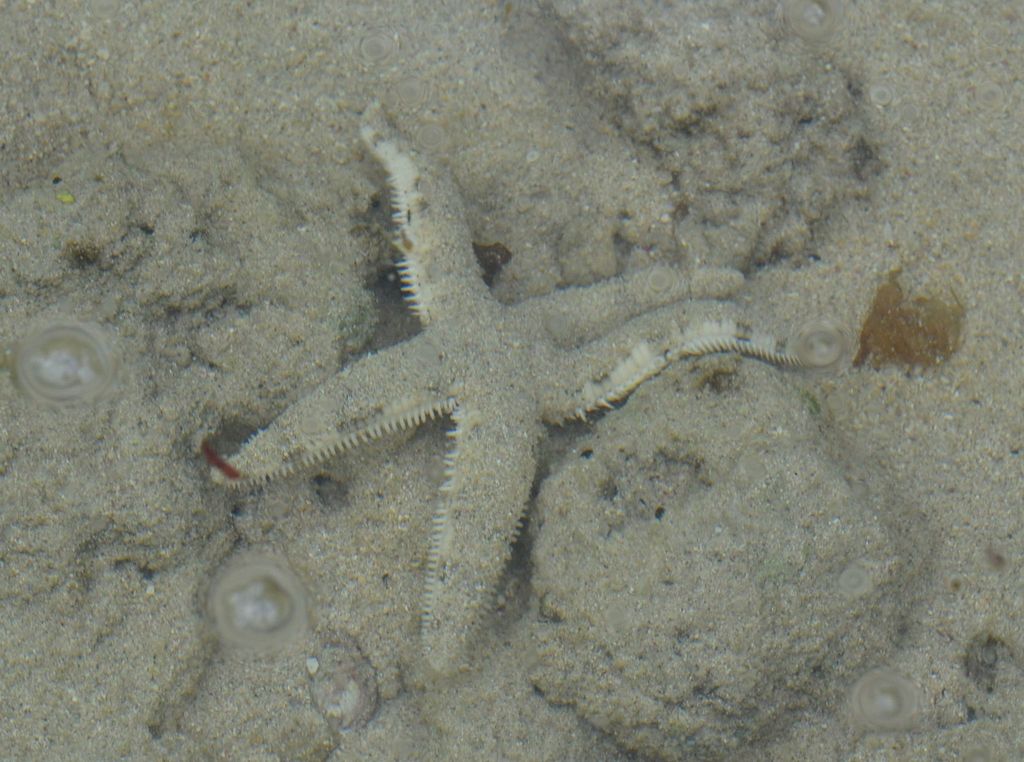 Common Sea Star