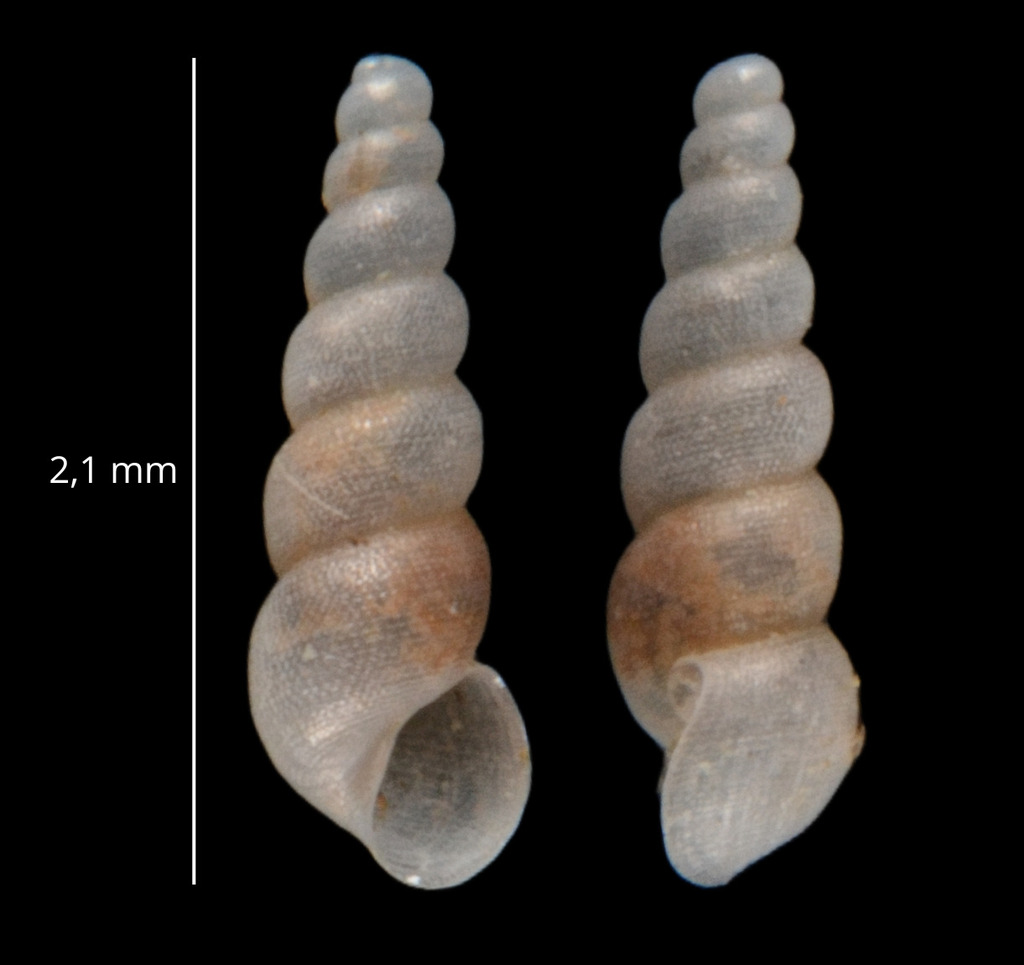 Moitessieria rolandiana