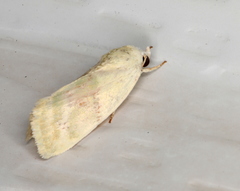 Earias paralella