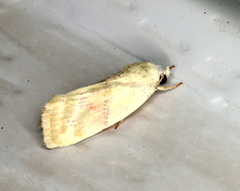 Earias paralella