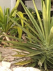 Campylorhynchus yucatanicus