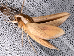 Theretra silhetensis