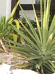 Campylorhynchus yucatanicus